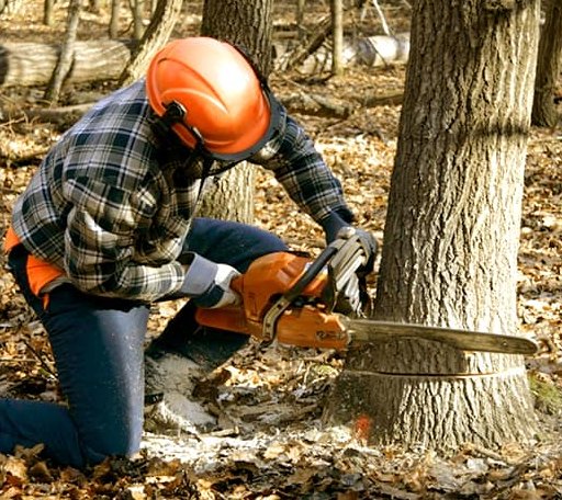 Tree Removal in Corsicana, TX